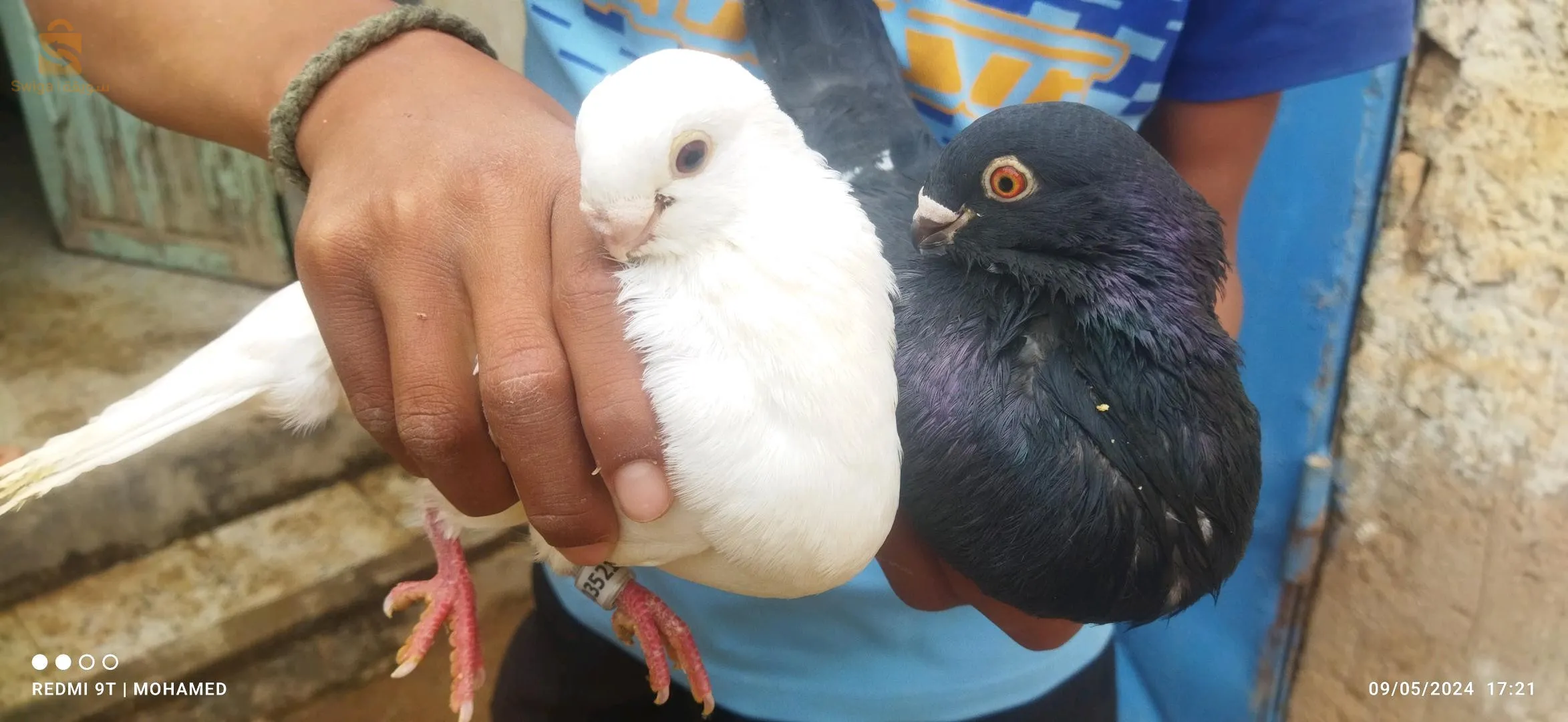 طيور الزينة