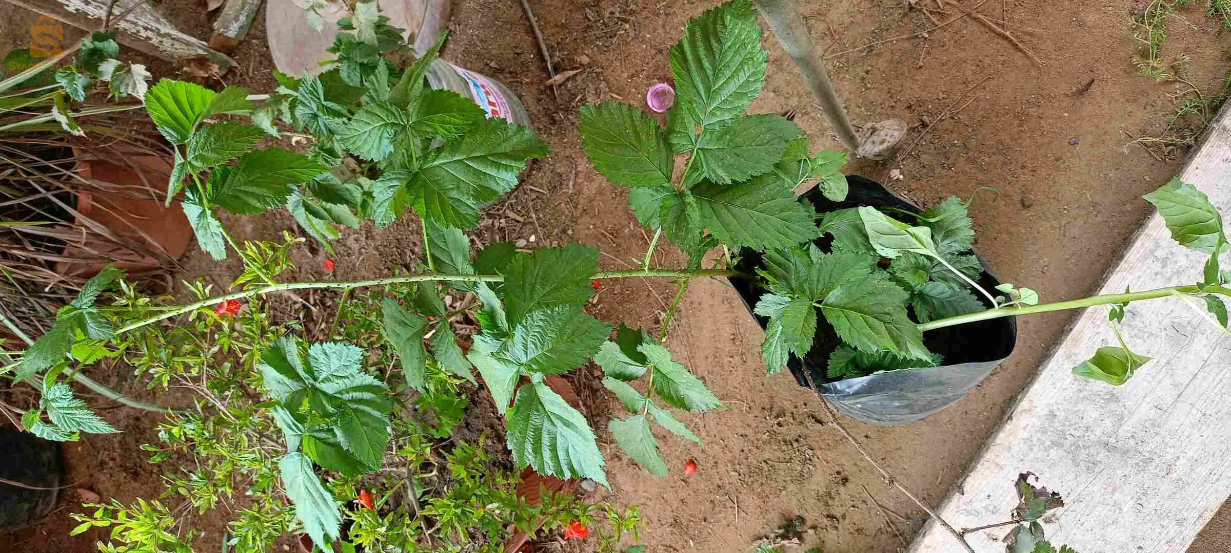 توت العليق الأسود