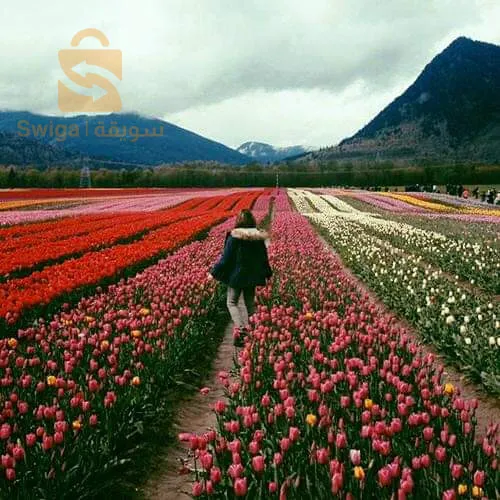 ارض فلاحية للبيع خمسين سنة