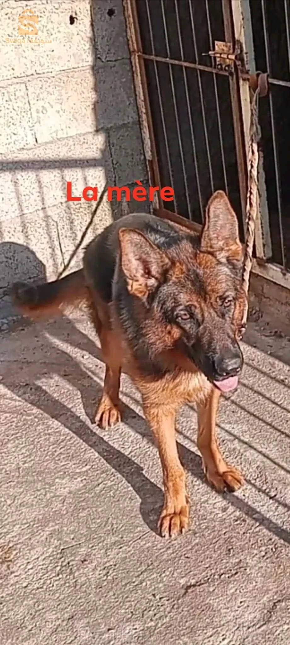 جرو بارجي بيتقري