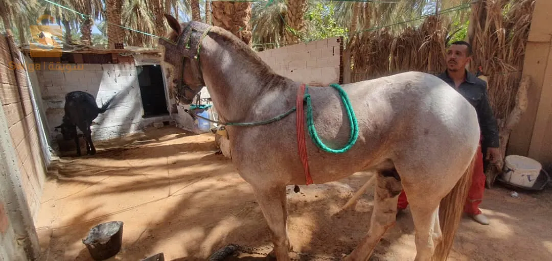 زوج عواد زينين الله ابارك لزرق والبيشاري