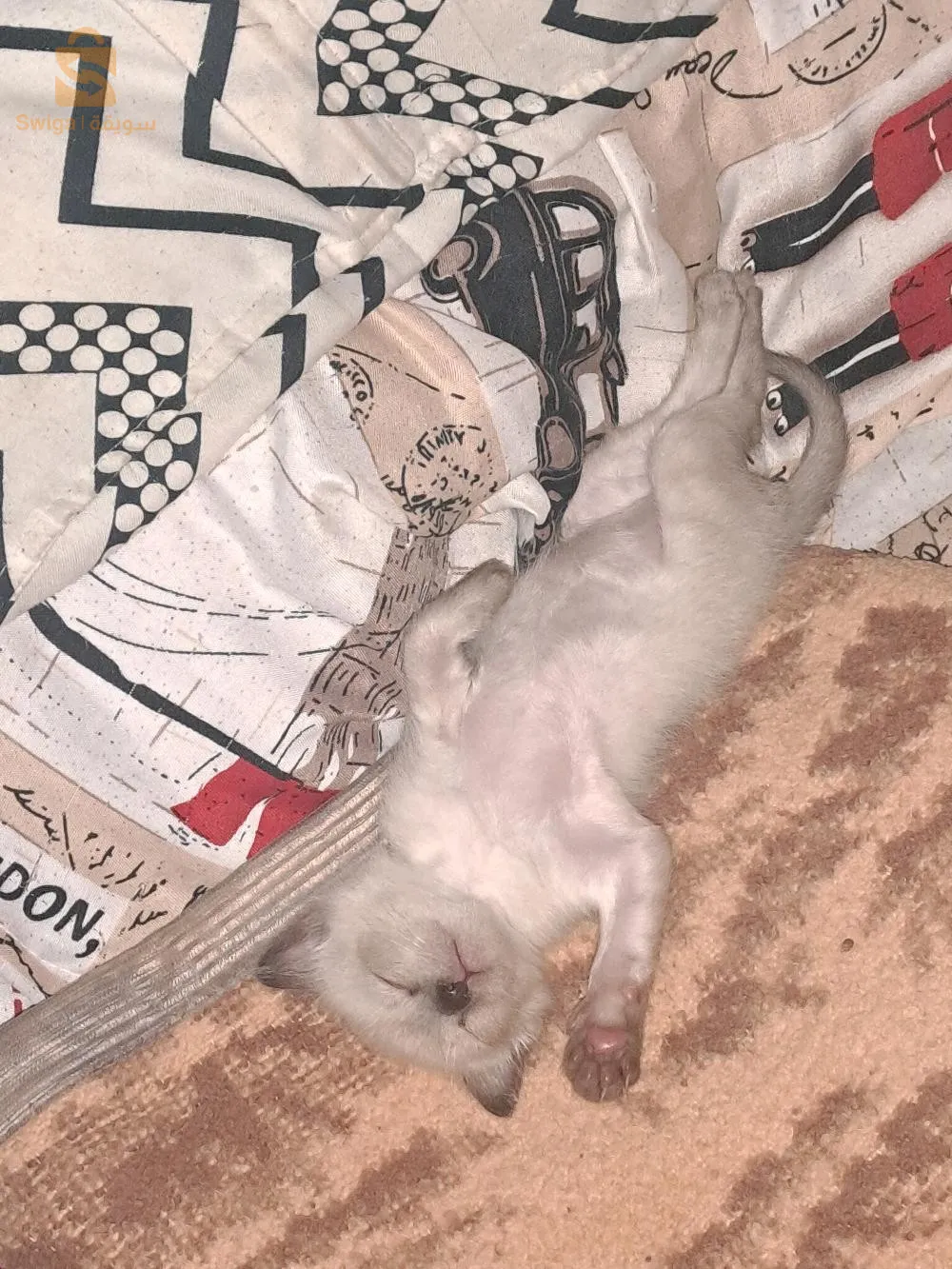 قطط سيامي 100%