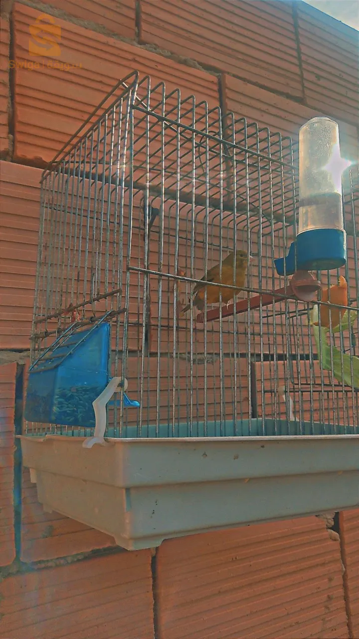 كناري فوووور للبيع