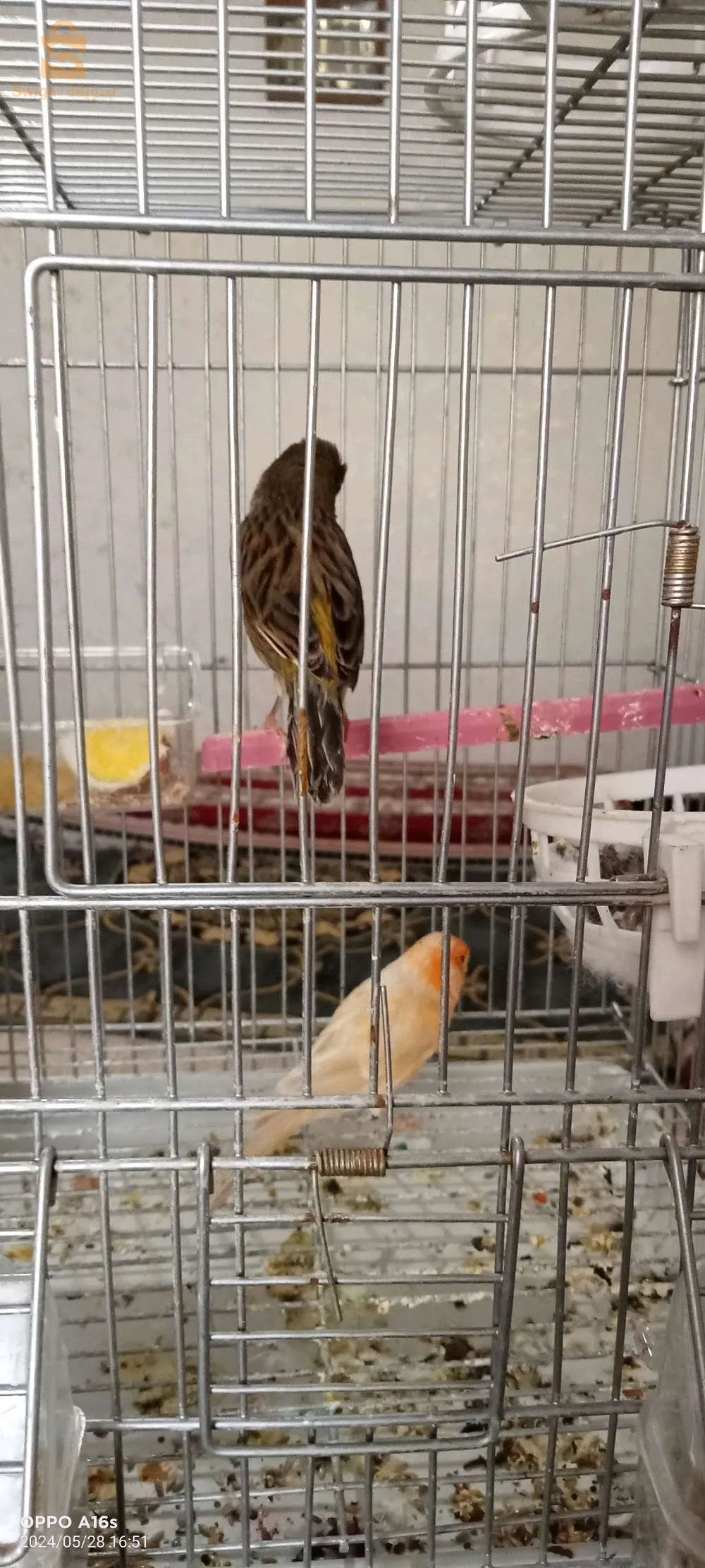 حي الدواد مسيلة خلف سجل تجاري