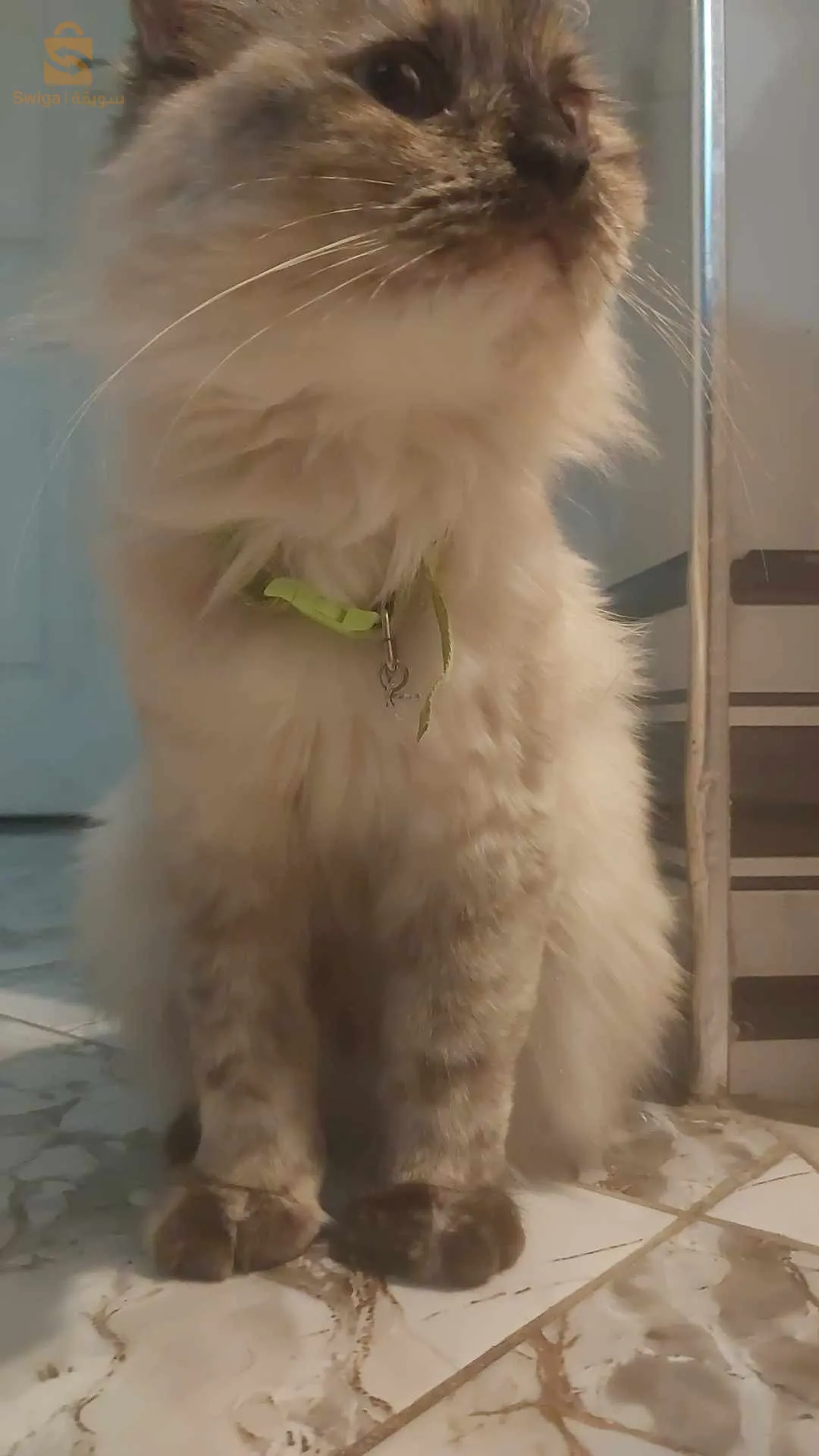 حي 2100 دويرة