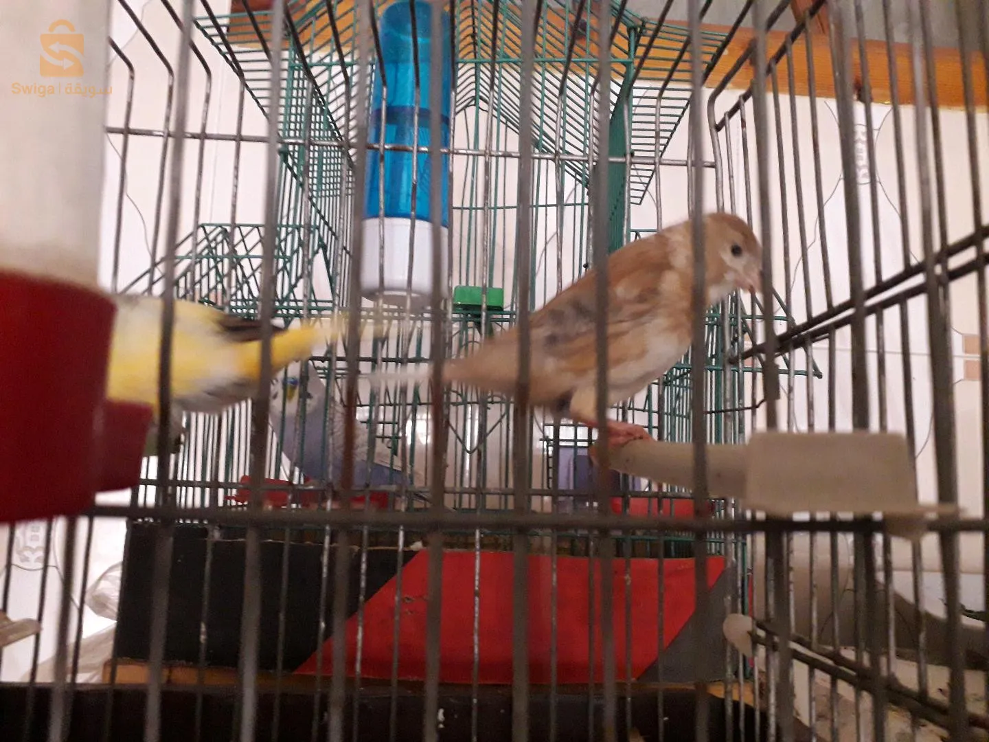 انثى كاناري واجدة