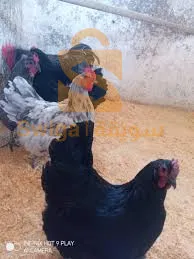 دجاج عربي و فيومي ماشاء الله تاع البيض