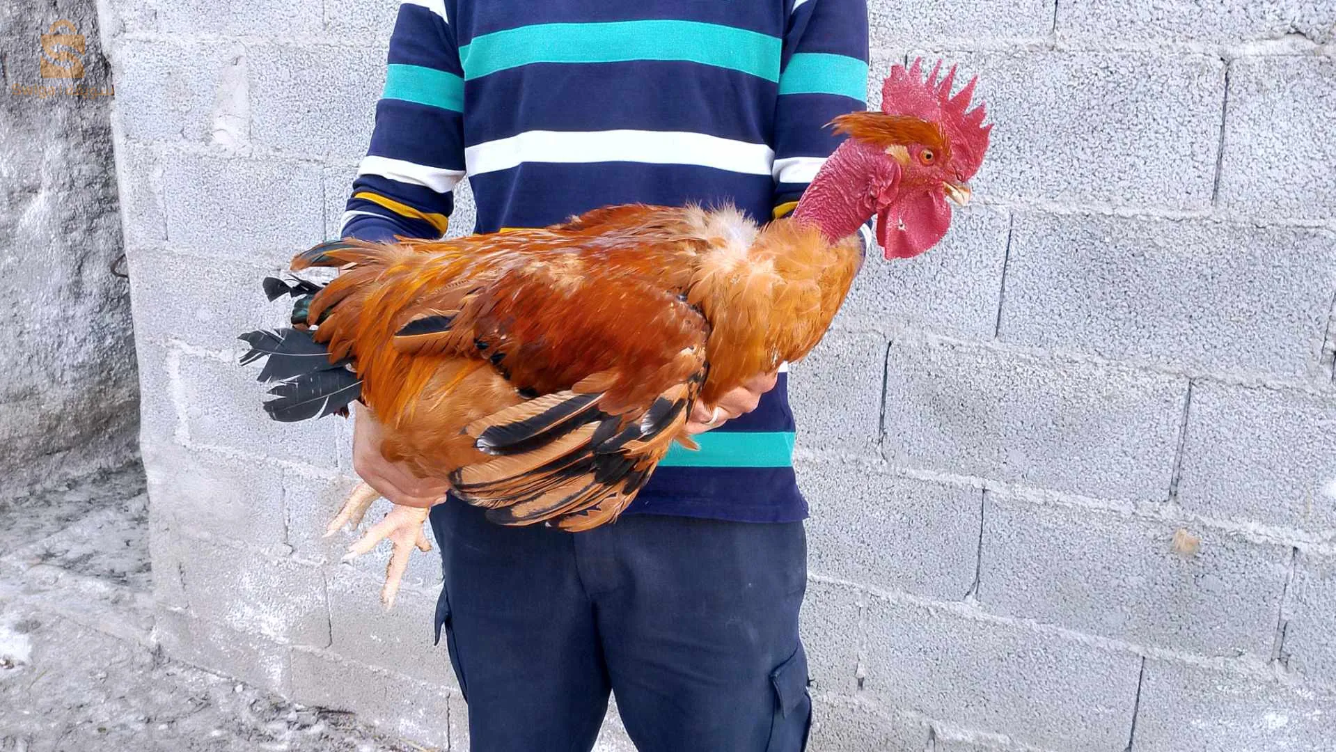 بسم الله يتوفر بيض جيو جينواز حر لتفقيص لطلب والاستفسار يرجى الاتصال