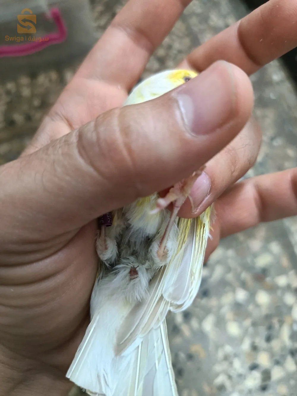 انثى ساتيني موزاييك اصفر