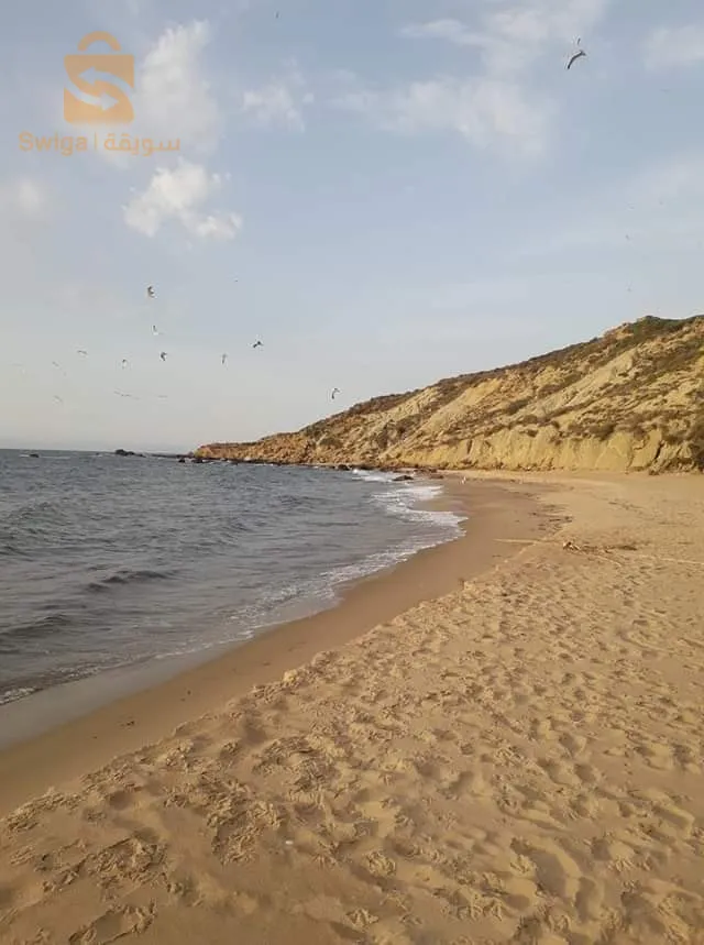 عشعاشة مستغانم