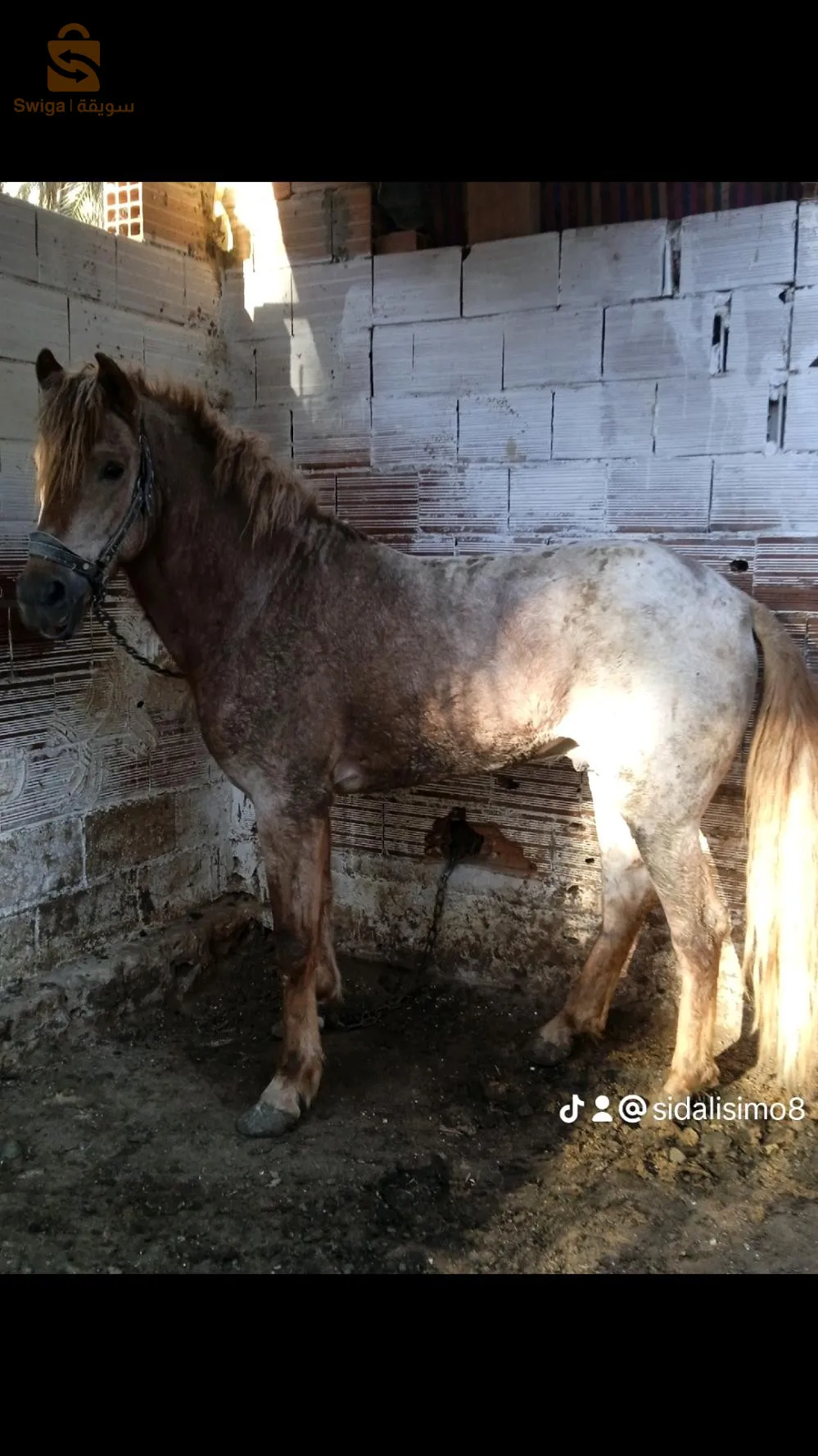 زوج عواد زينين الله ابارك لزرق والبيشاري