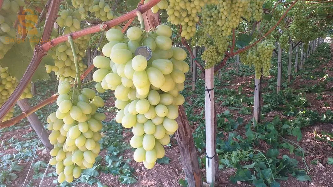 عين تموشنت