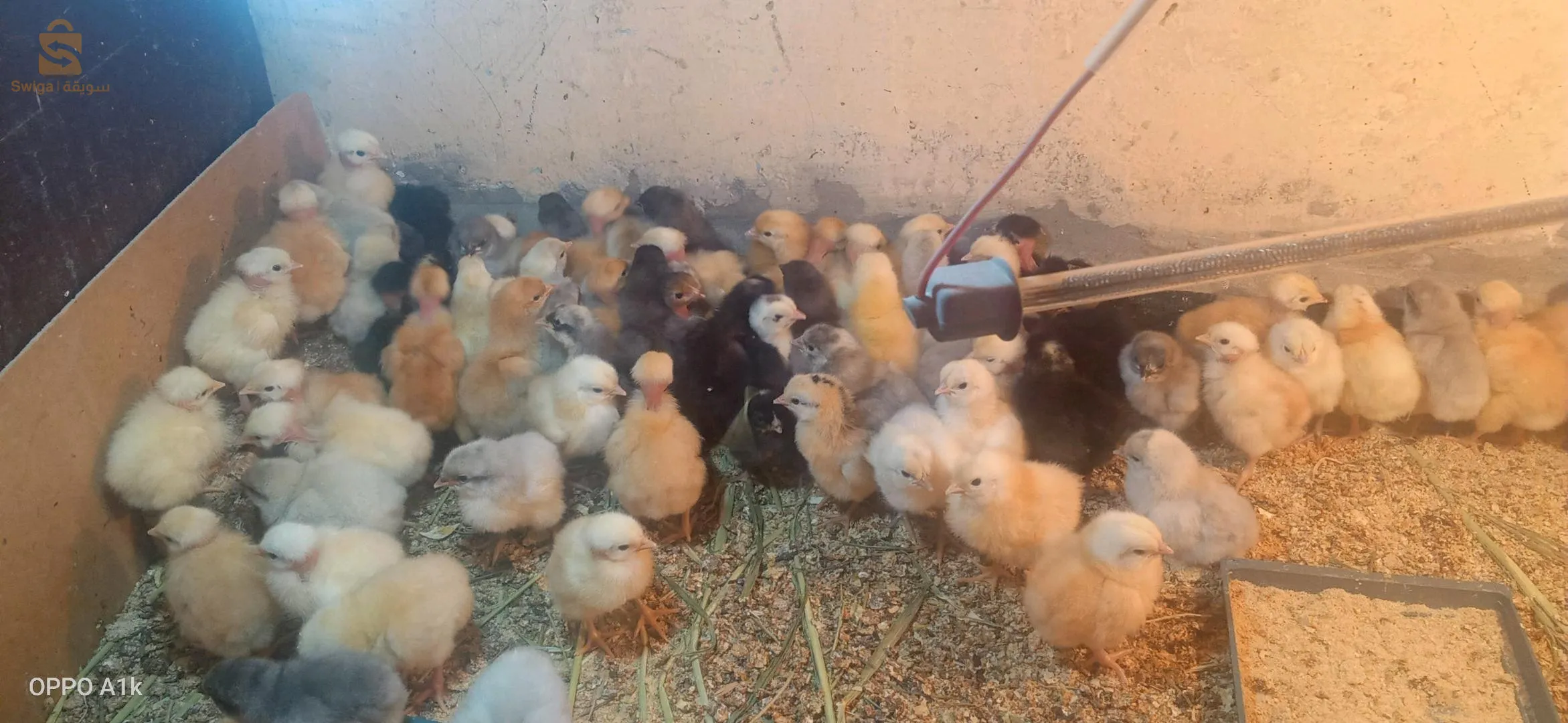 فلوس جيو جينواز و اوسترالوب بجميع انواعة و نيوهامبشر