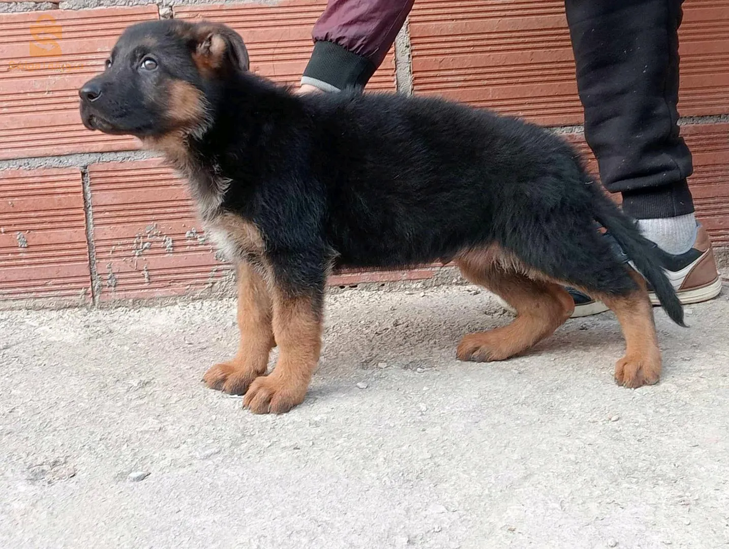 جرو بارجي بيتقري