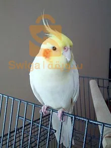 بيع كالوبتيك