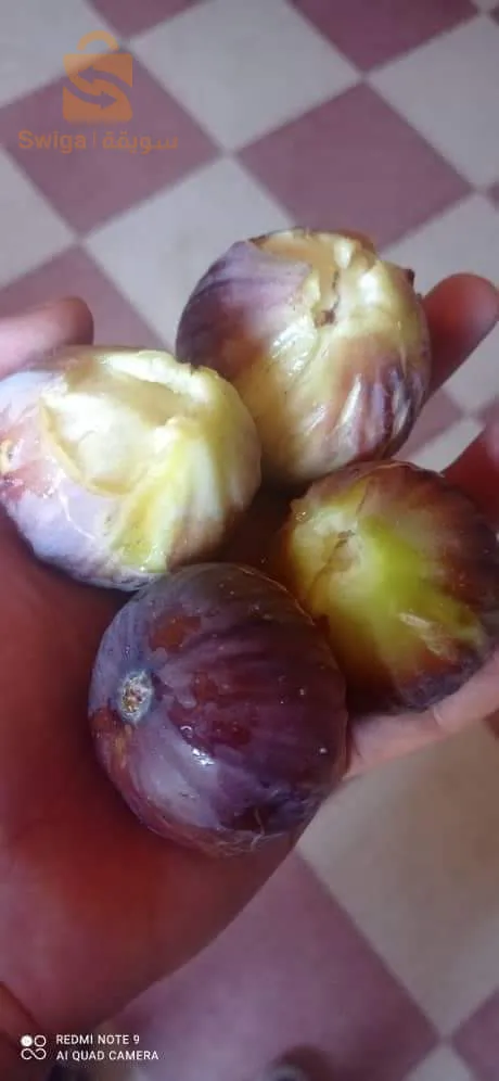 مترفر عدة انواع من اشجار التين