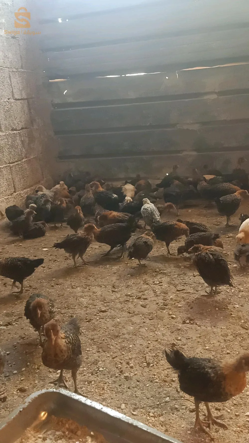 فلوس عرب وفيومي