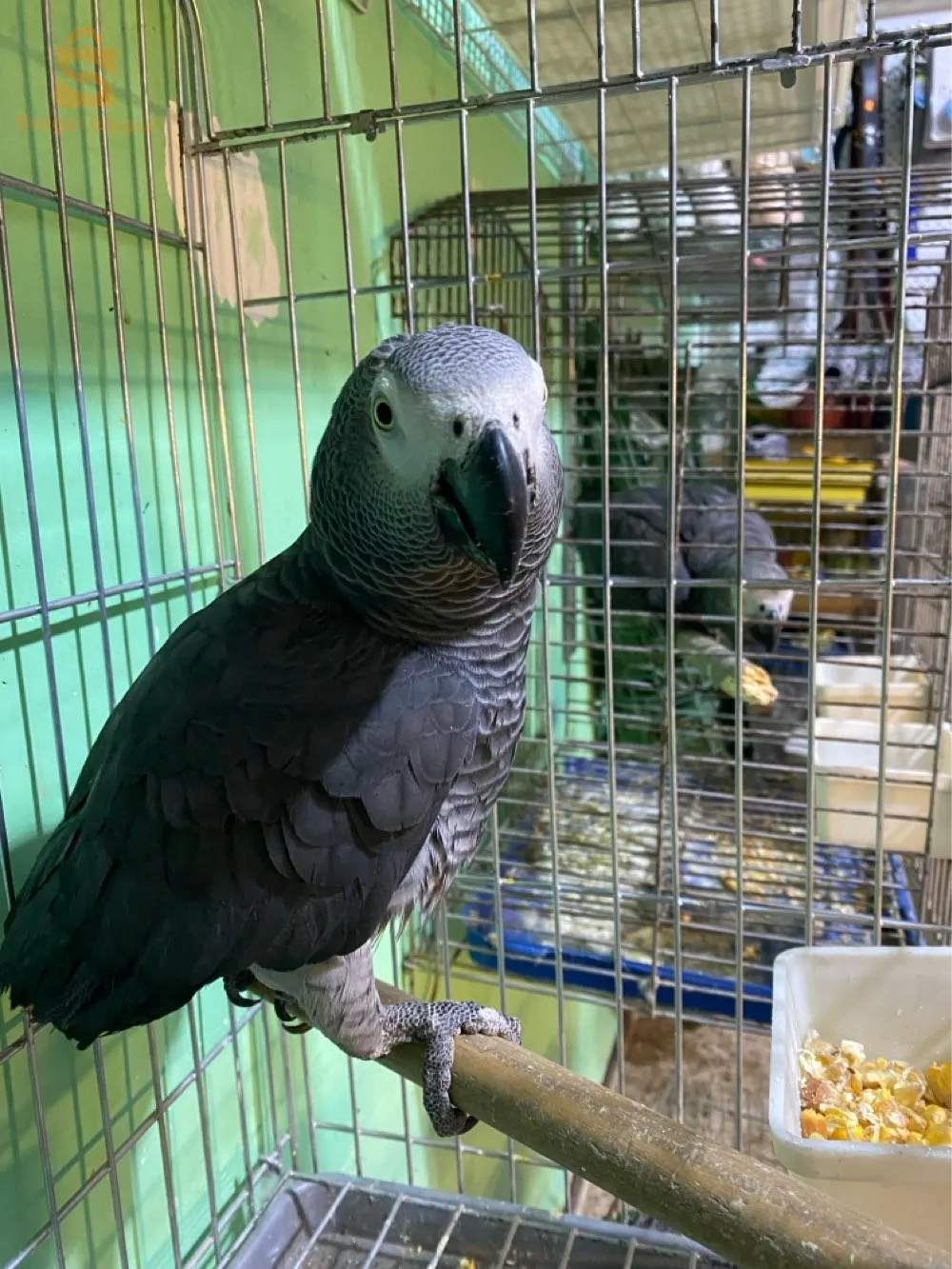 ببغاء الكاسكو