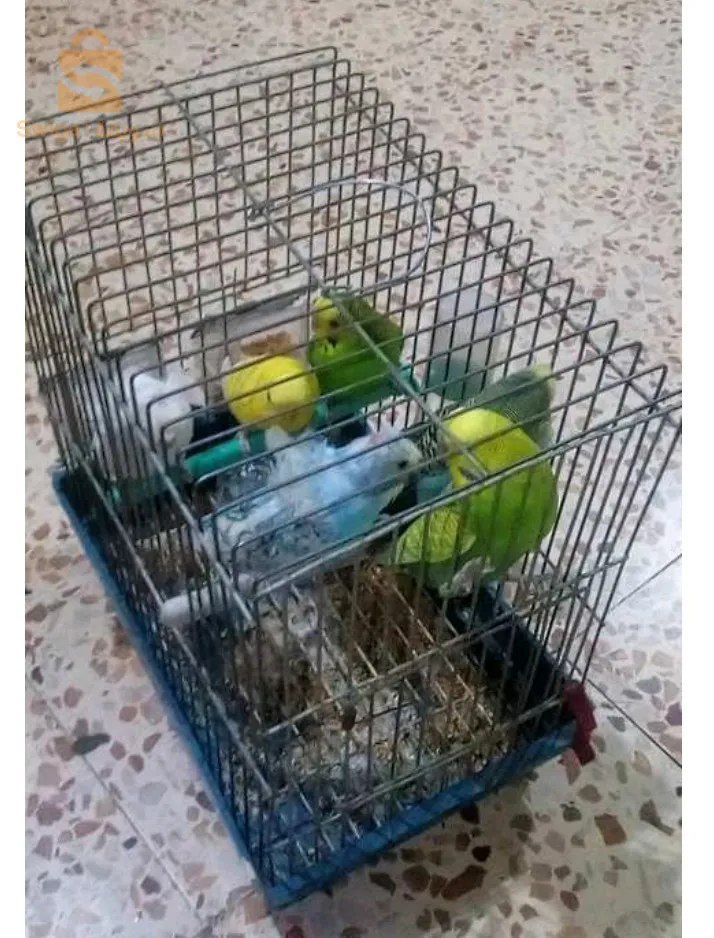 بيريش و هوڨومورو