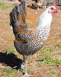 دجاج عربي و فيومي ماشاء الله تاع البيض