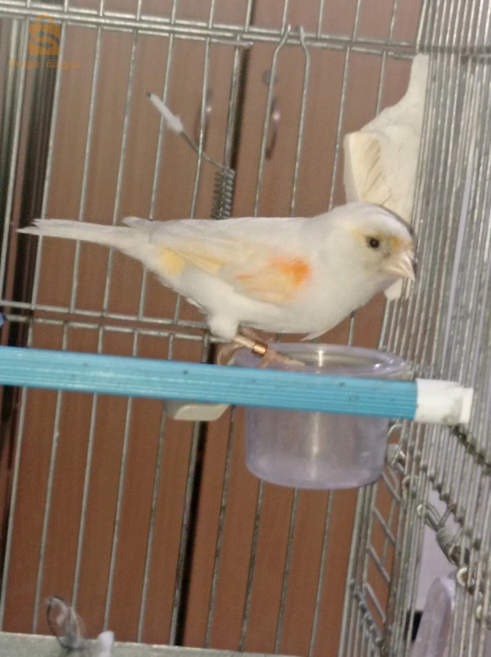 فمالة موزايك زاجدة باغ 22 طاي الله يبارك