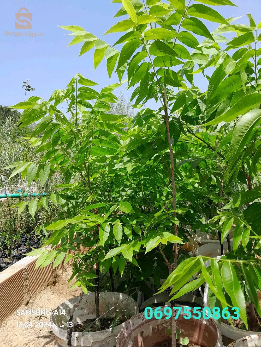 المقطع الازرق