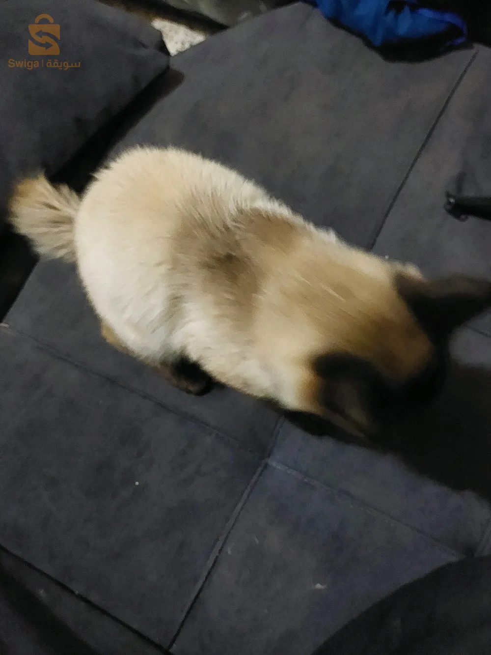 Mekong bobgail cat