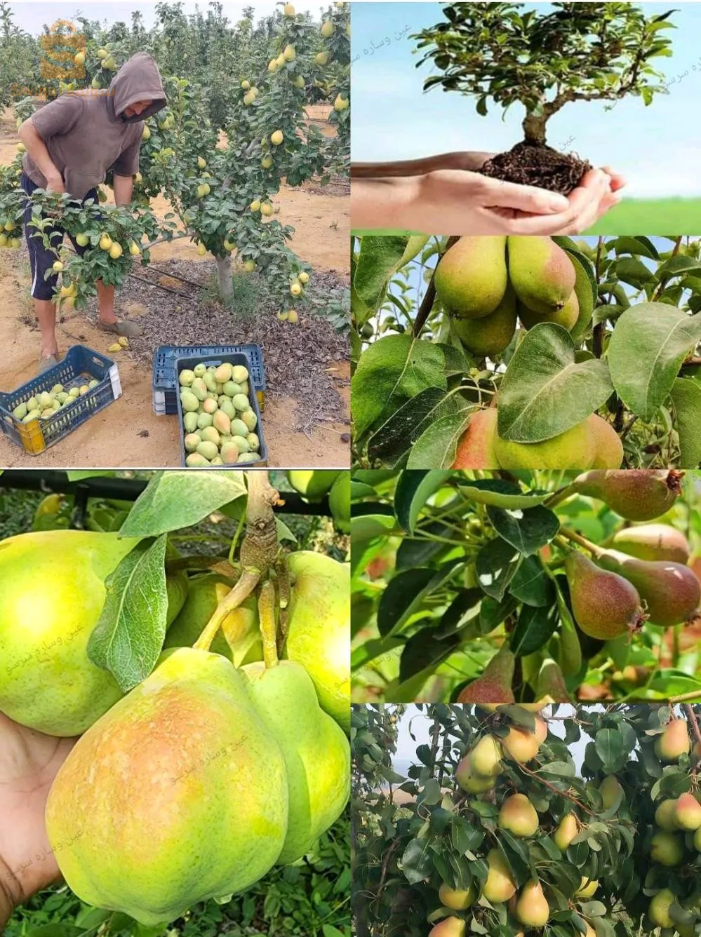 أولاد بلقاسم