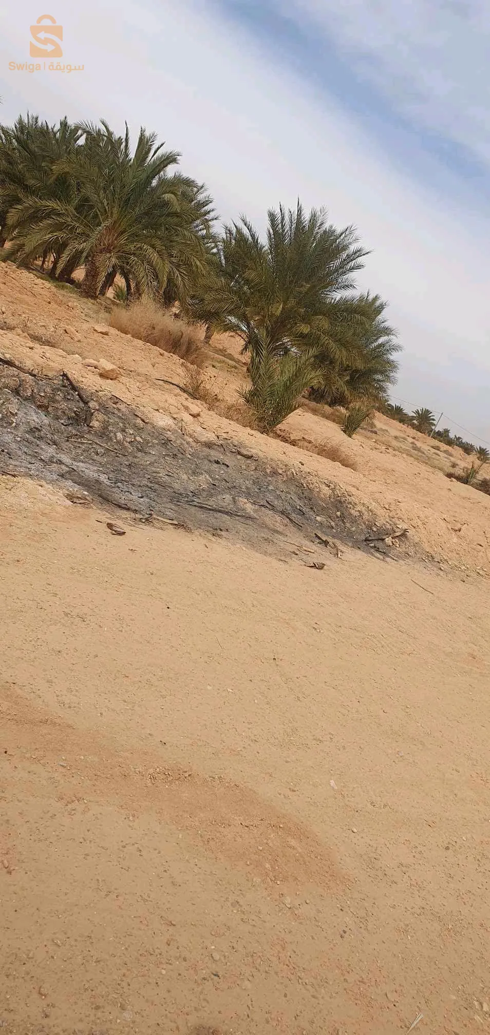 المكان ليوة بسكرة 07 
ارض فلاحية للبيع فيها 16 هكتار  فيها 130 نخلة توكل و فيها 500 نخلة عندها 4 سنين سنة الخامس مع 4 فوراجات زوج يمشو و زوج مايمشوش  وفيه باسان  و منزل للفلاح للإستفسار أكثر يرجى التواصل في البريفي
باقي الصور فلبريفي
رقم الهاتف : 0696088498