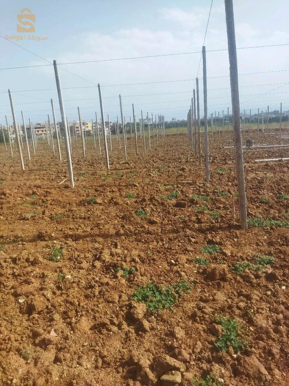 تركيب وتجهيز بساتين العنب