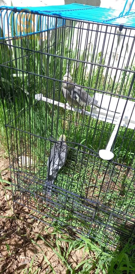 وادي العثمانية