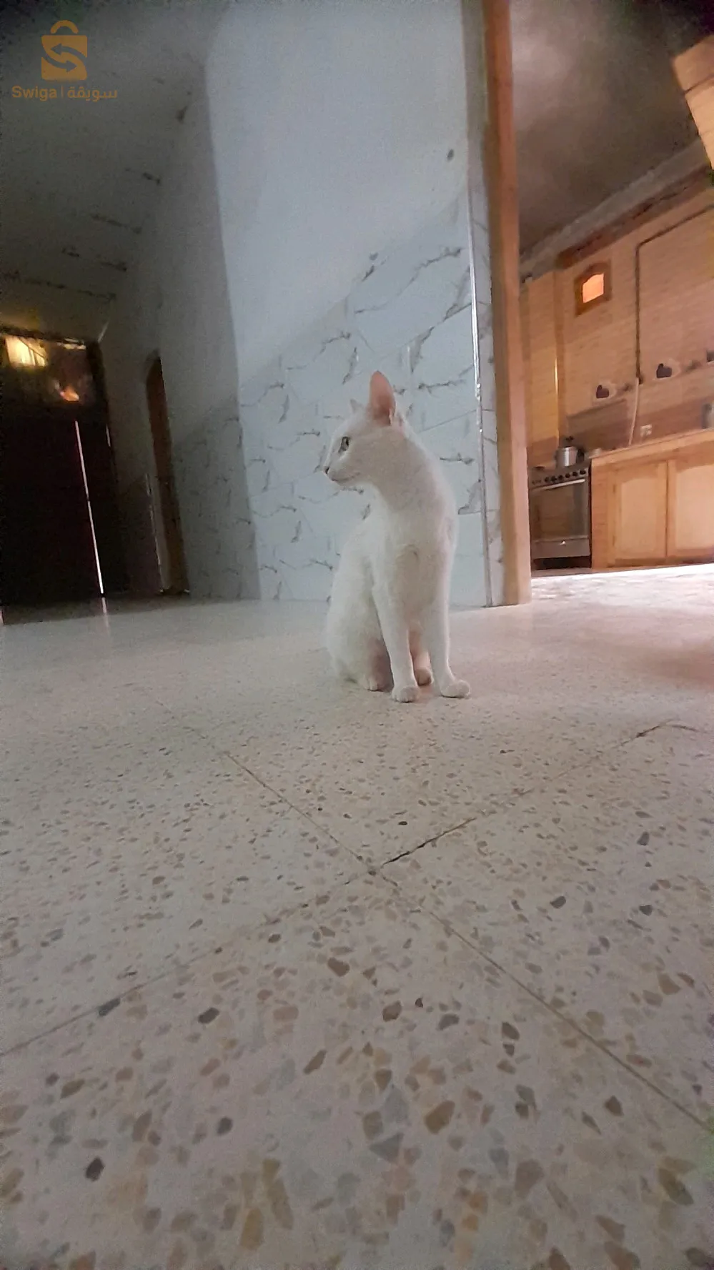 قطة للبيع