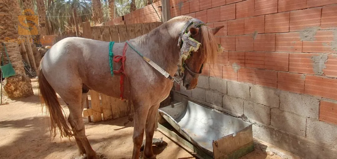 زوج عواد زينين الله ابارك لزرق والبيشاري