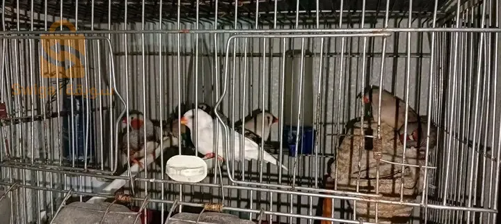 ايت ارزين بجاية