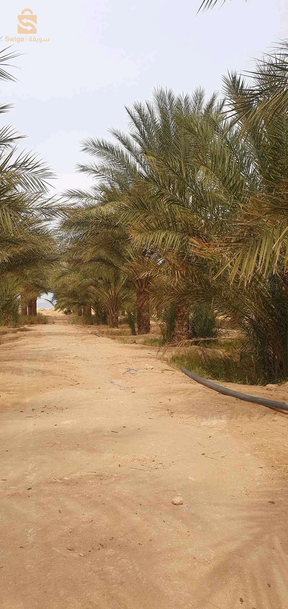 المكان ليوة بسكرة 07 
ارض فلاحية للبيع فيها 16 هكتار  فيها 130 نخلة توكل و فيها 500 نخلة عندها 4 سنين سنة الخامس مع 4 فوراجات زوج يمشو و زوج مايمشوش  وفيه باسان  و منزل للفلاح للإستفسار أكثر يرجى التواصل في البريفي
باقي الصور فلبريفي
رقم الهاتف : 0696088498