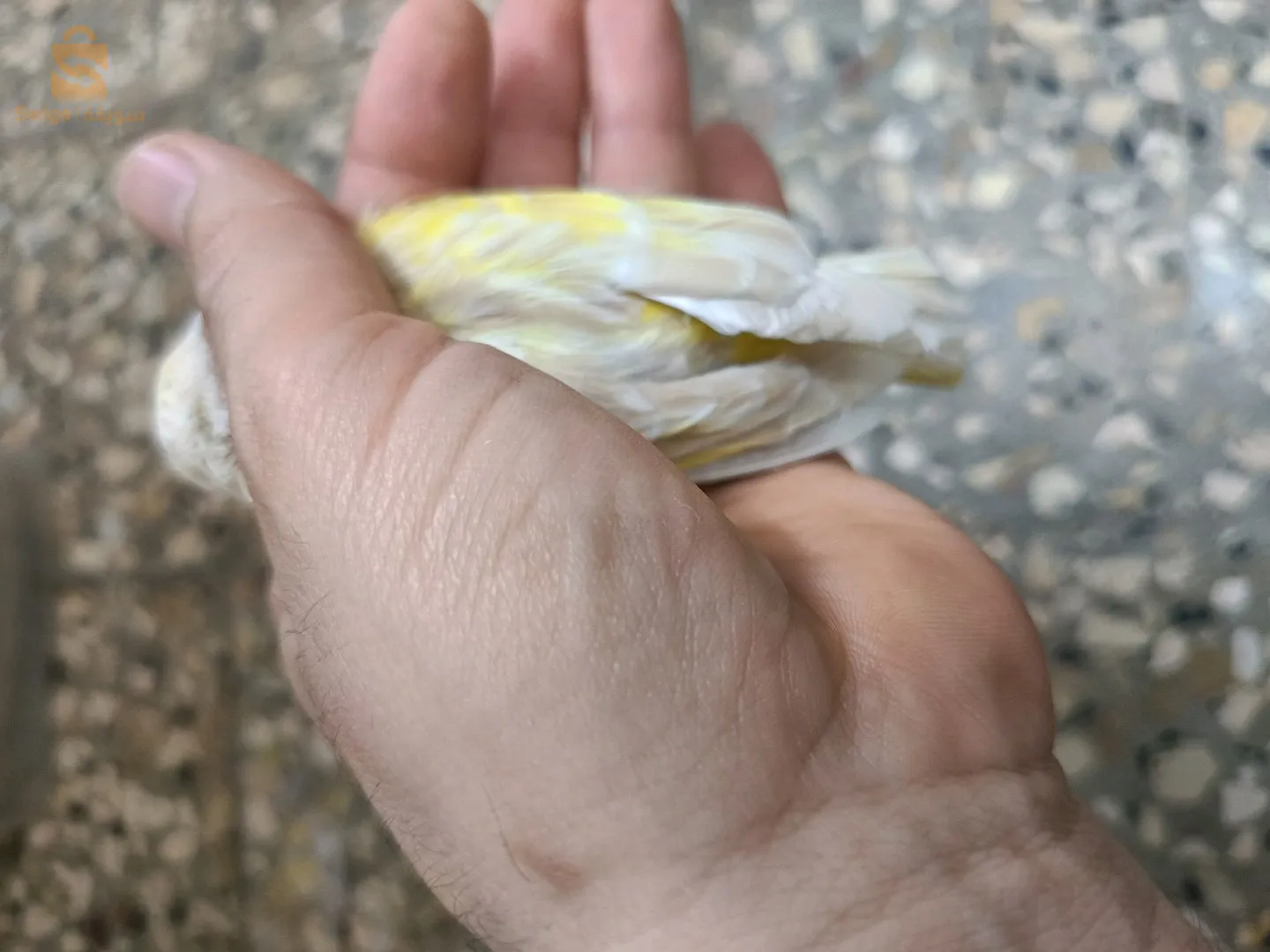 Female satin mosaic yellow