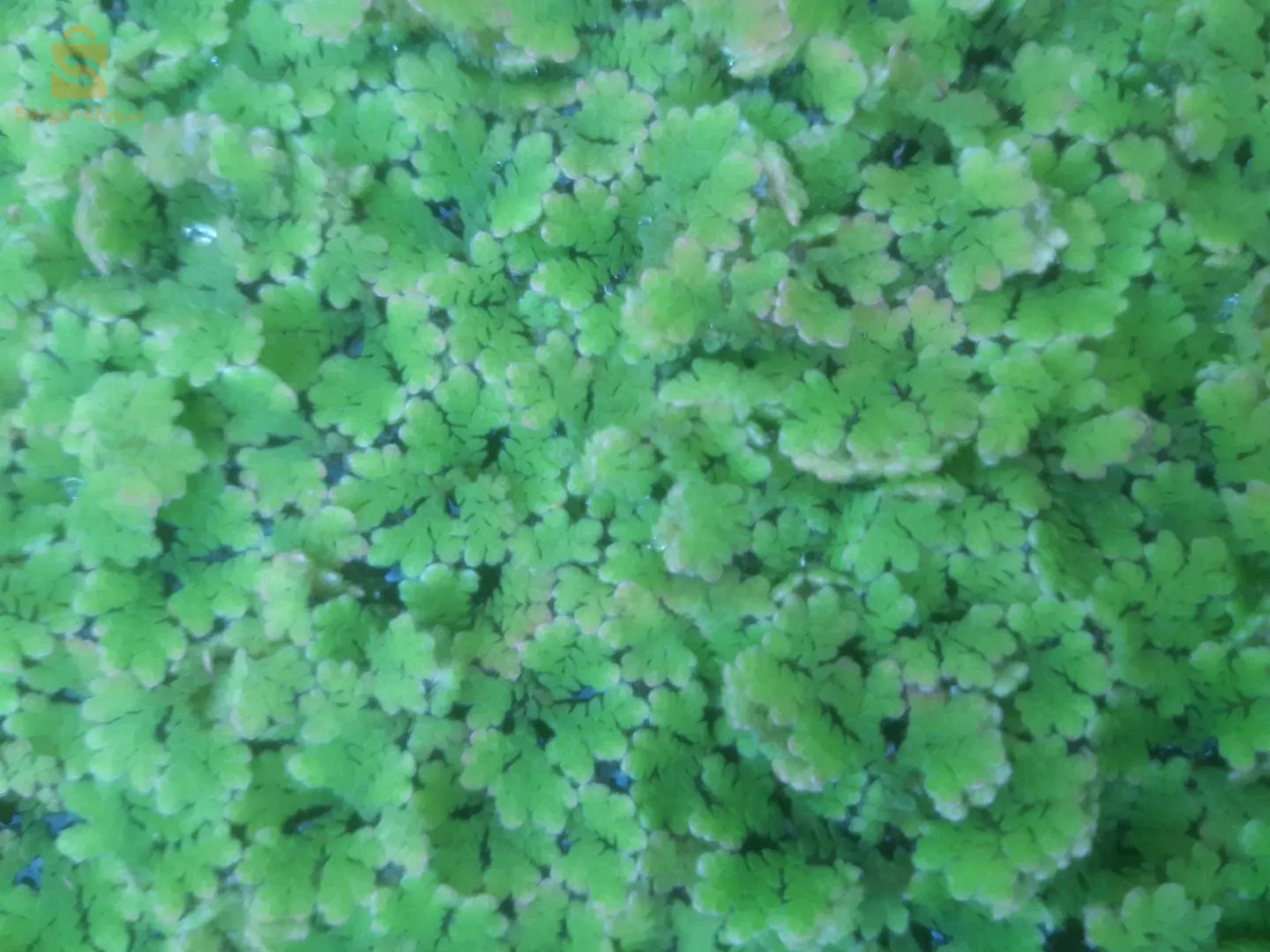 ازولا بينياطا