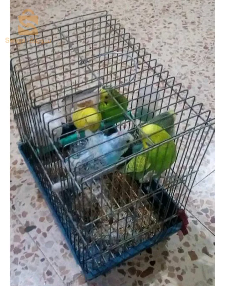 بيريش و هوڨومورو