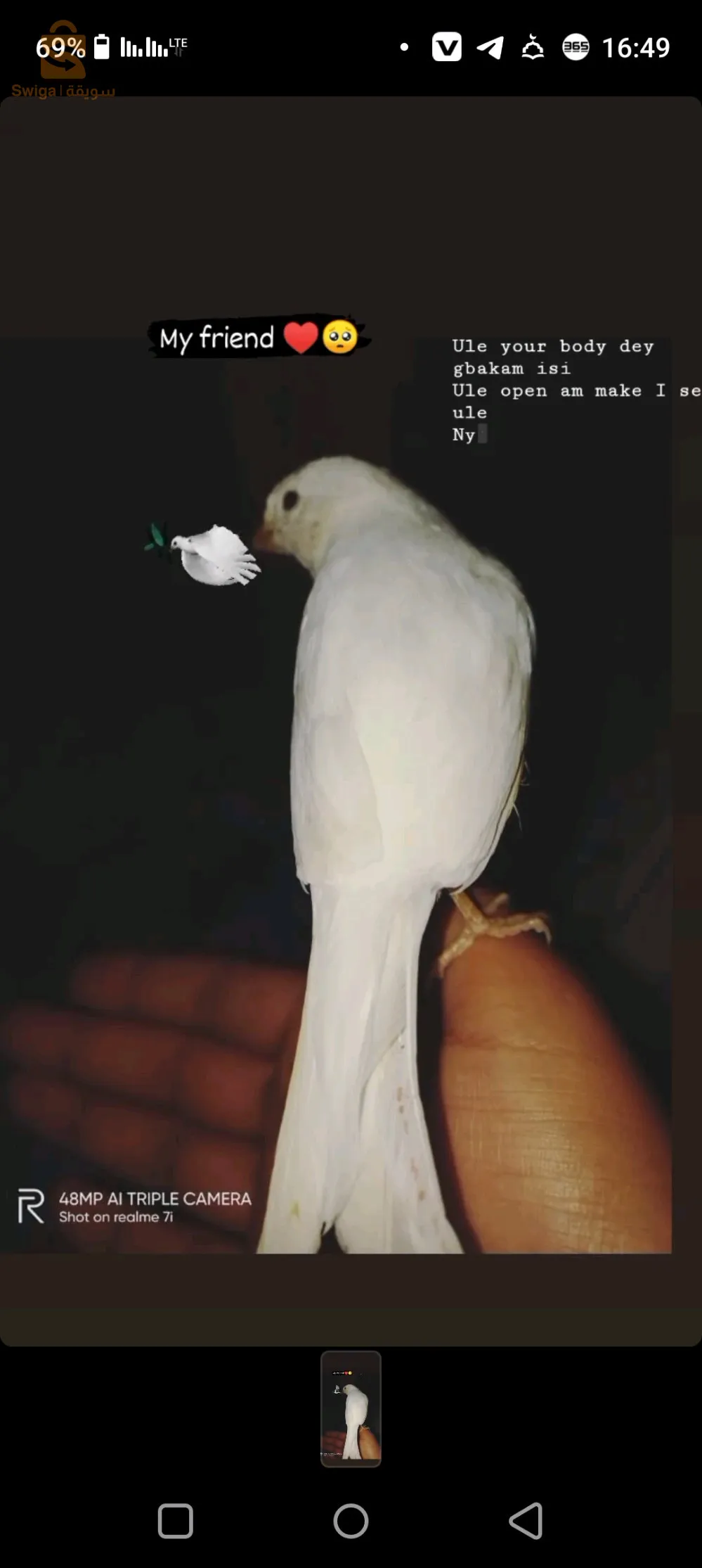 Canary bird