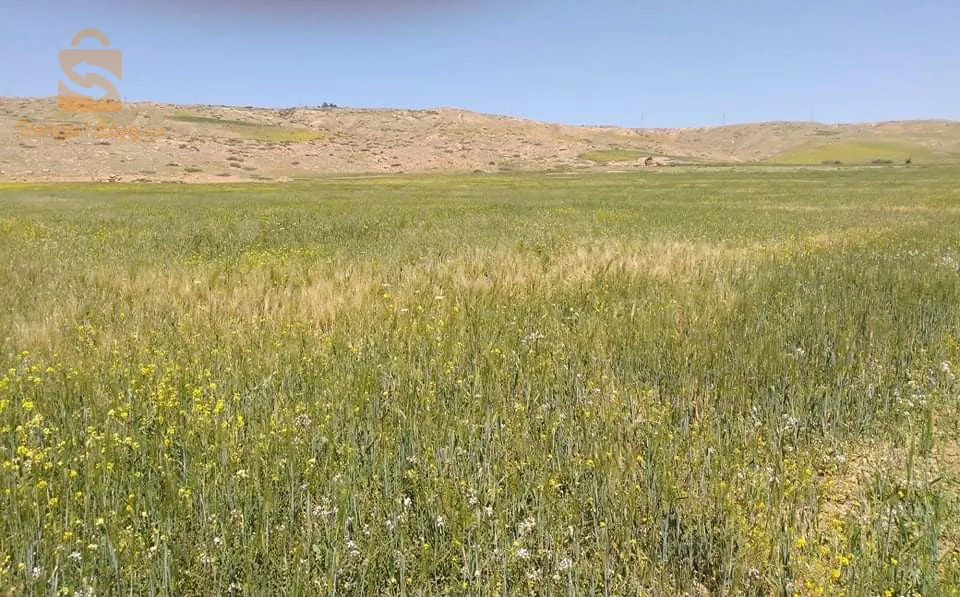 vente terrain agricole ksar el boukhari