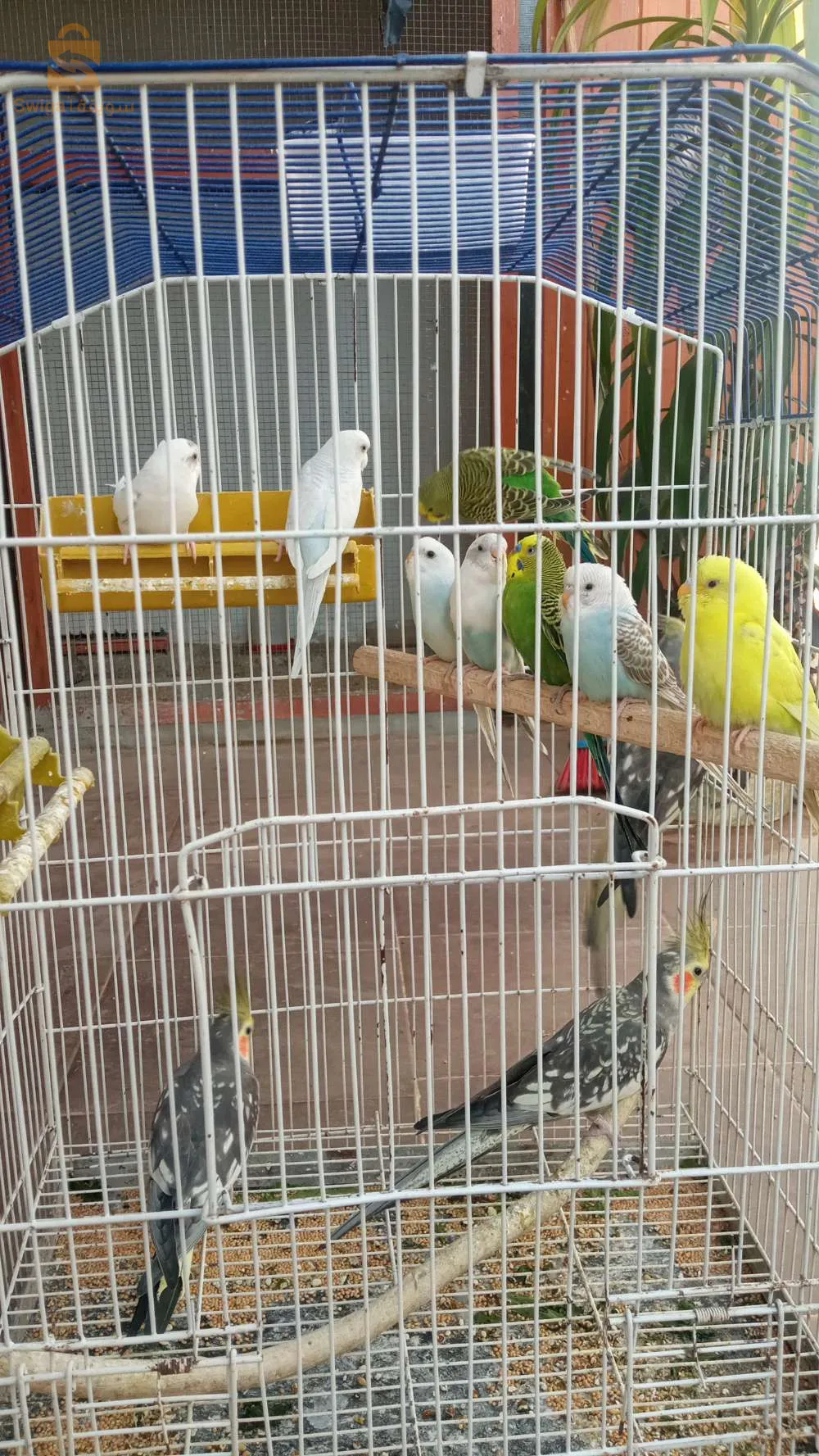 ko
كلوبسيت أديولت و بيروش