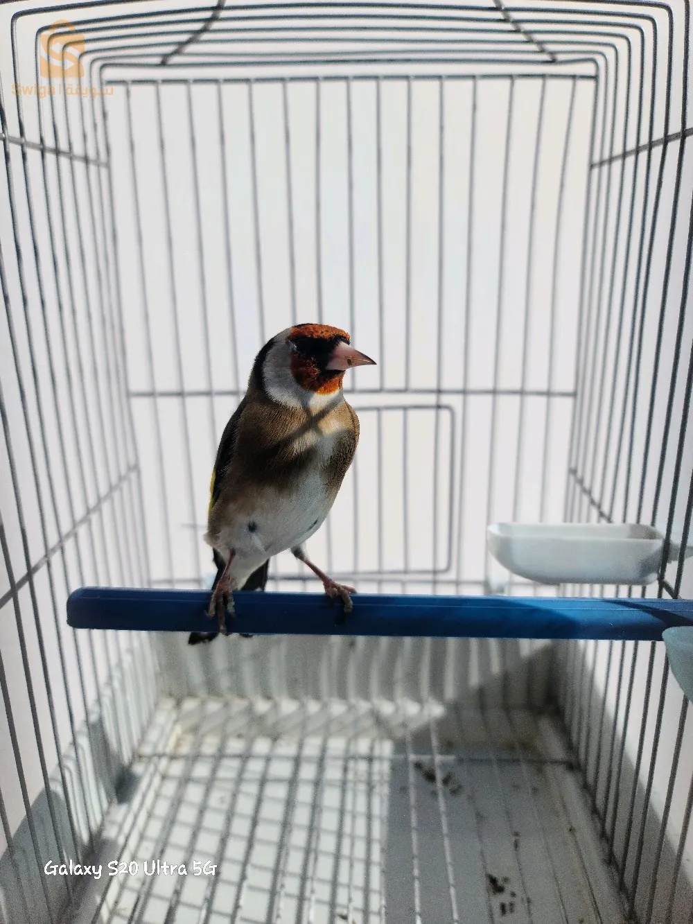 مقنين شتلة  تع زمان ما شاء الله