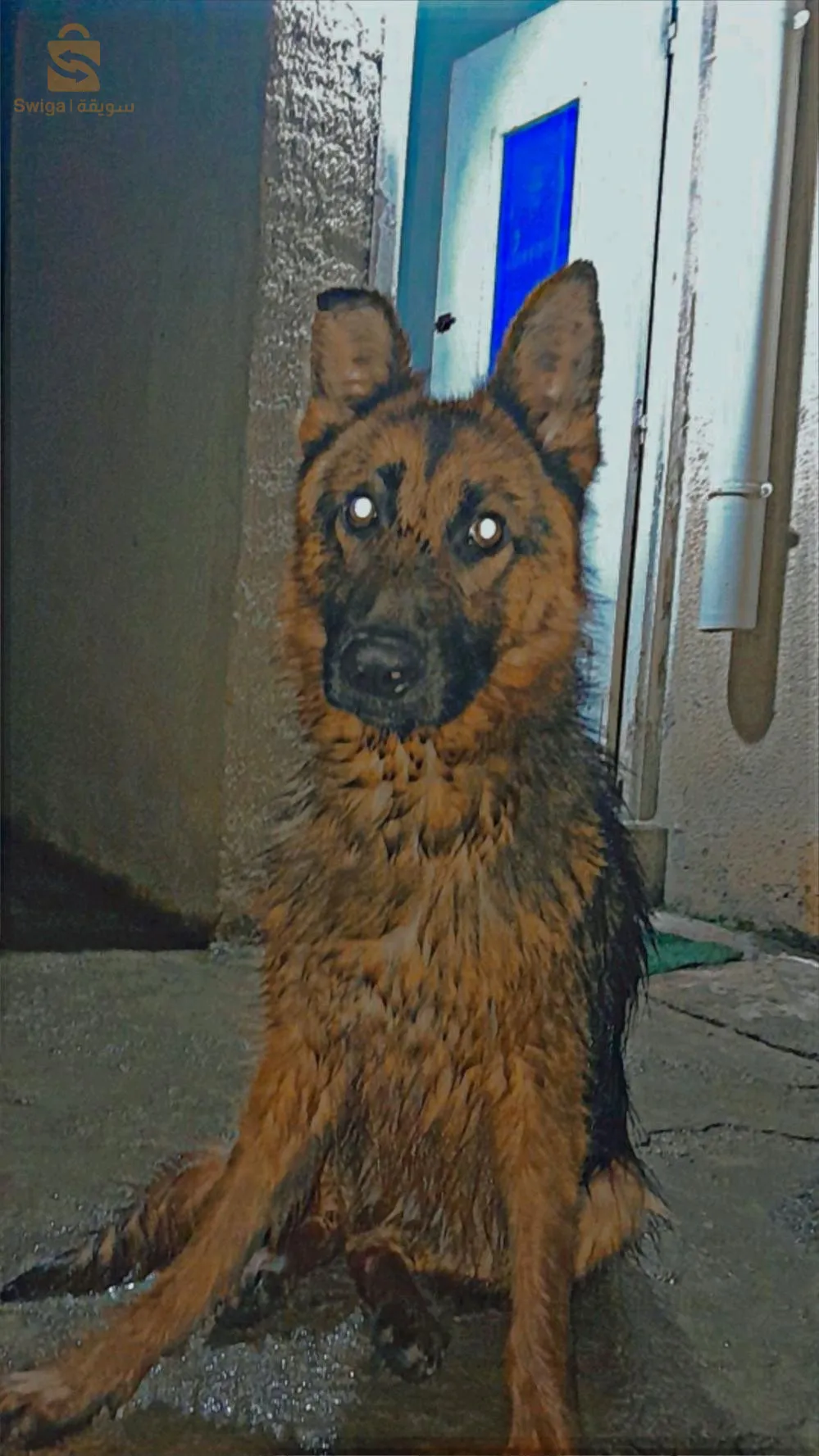 femmel berger allemand croisé royal