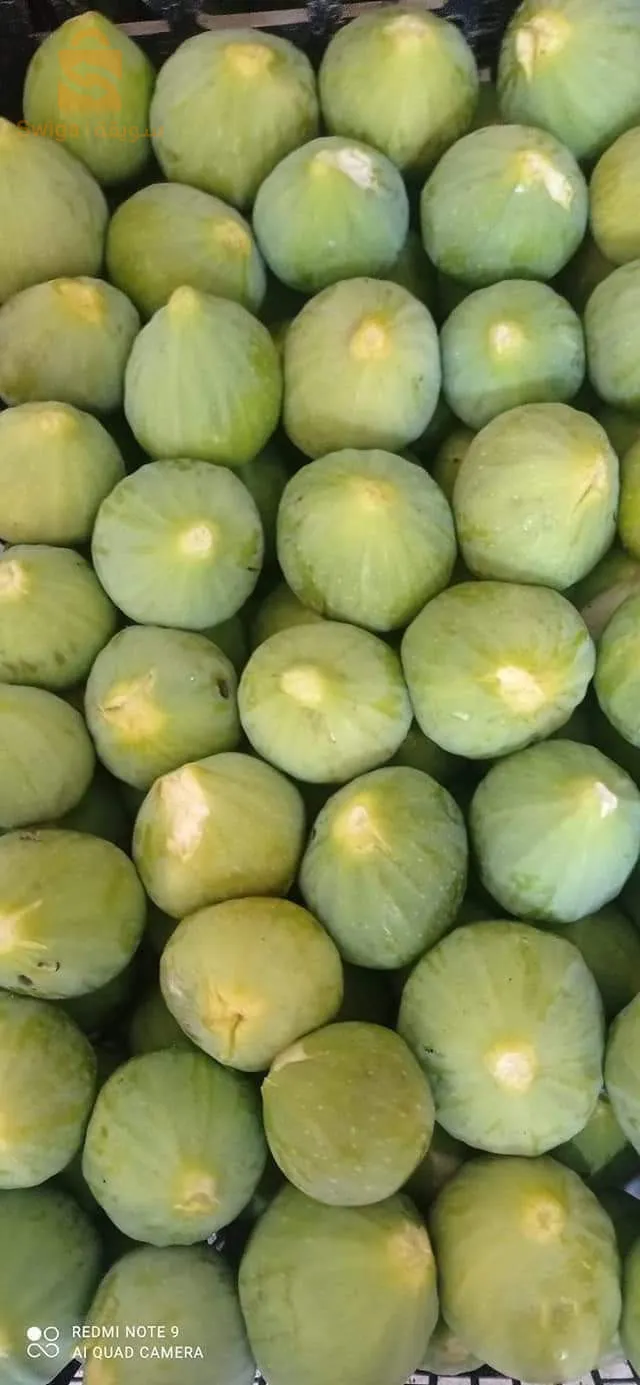 مترفر عدة انواع من اشجار التين