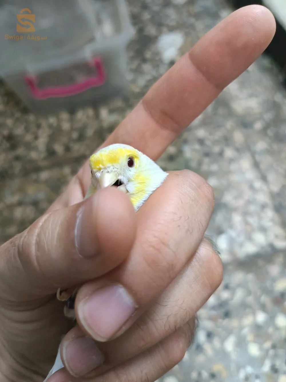 Female satin mosaic yellow