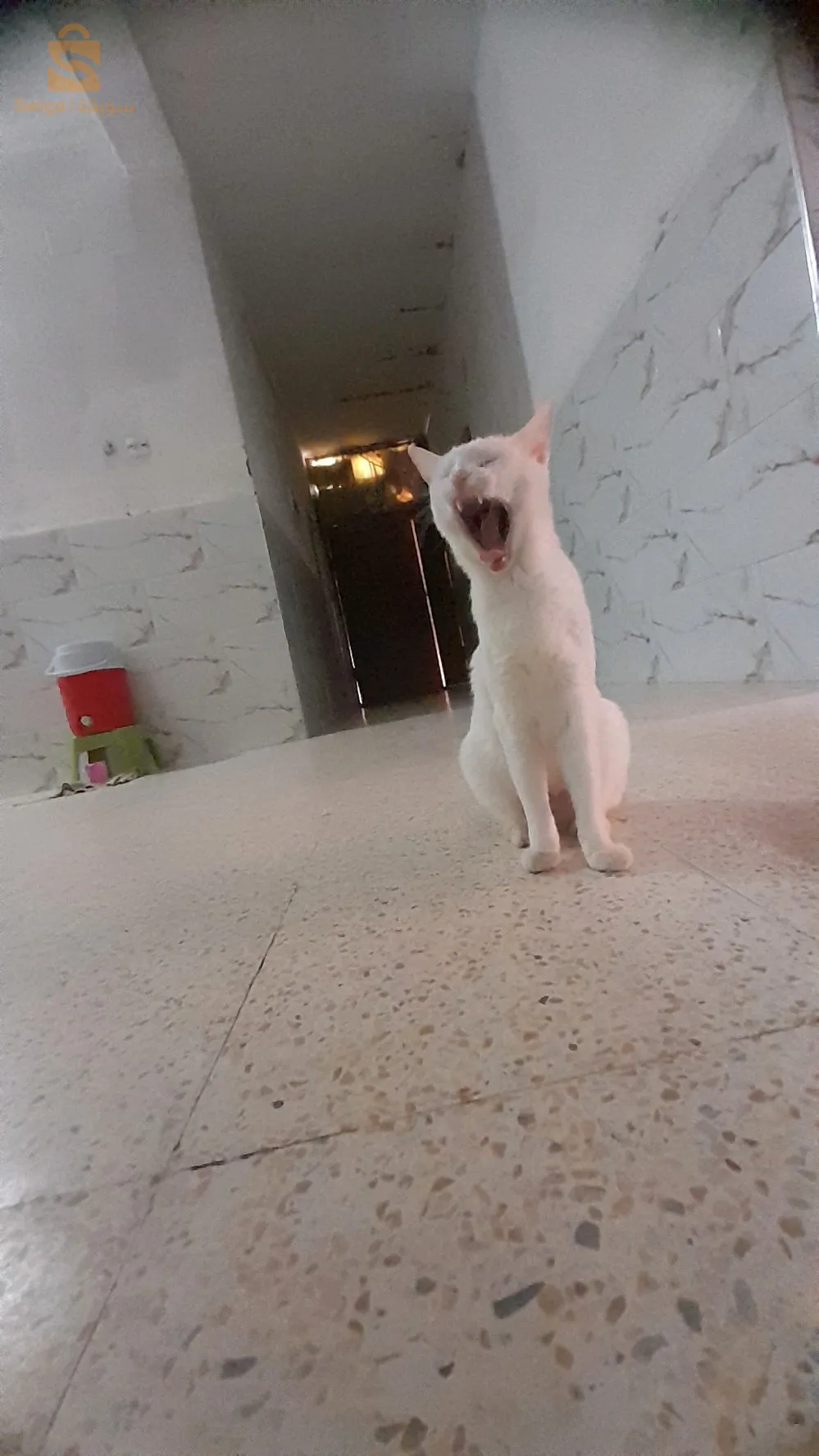قطة للبيع