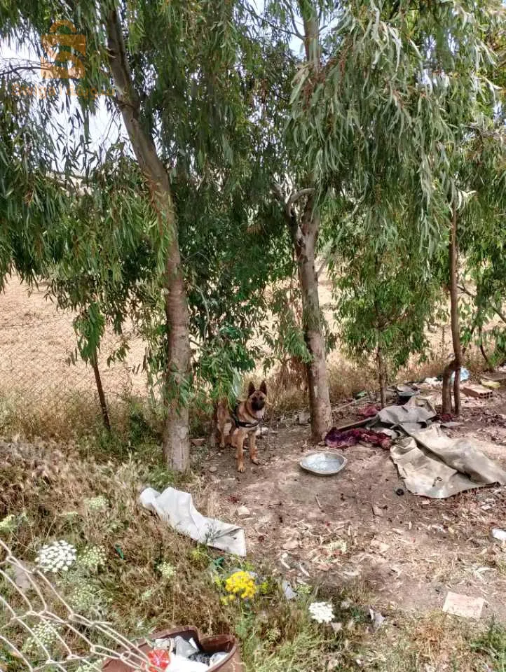 بومدفع