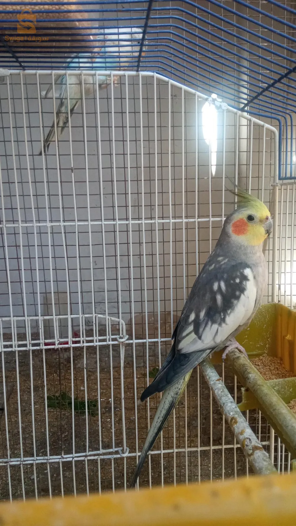 ko
كلوبسيت أديولت و بيروش