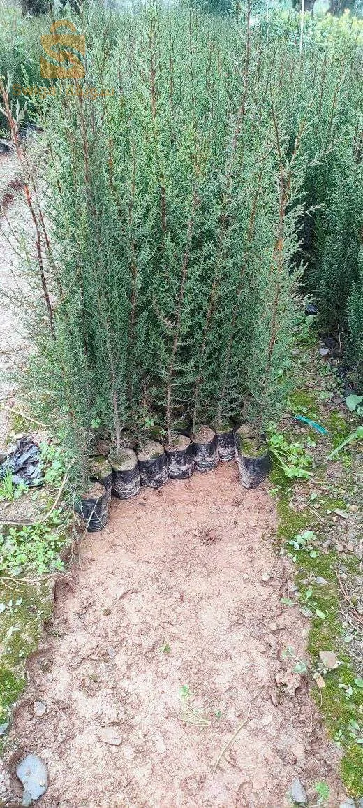 أولاد بلقاسم