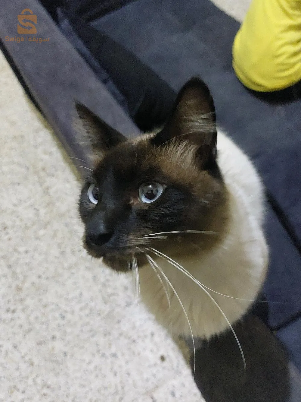 Mekong bobgail cat